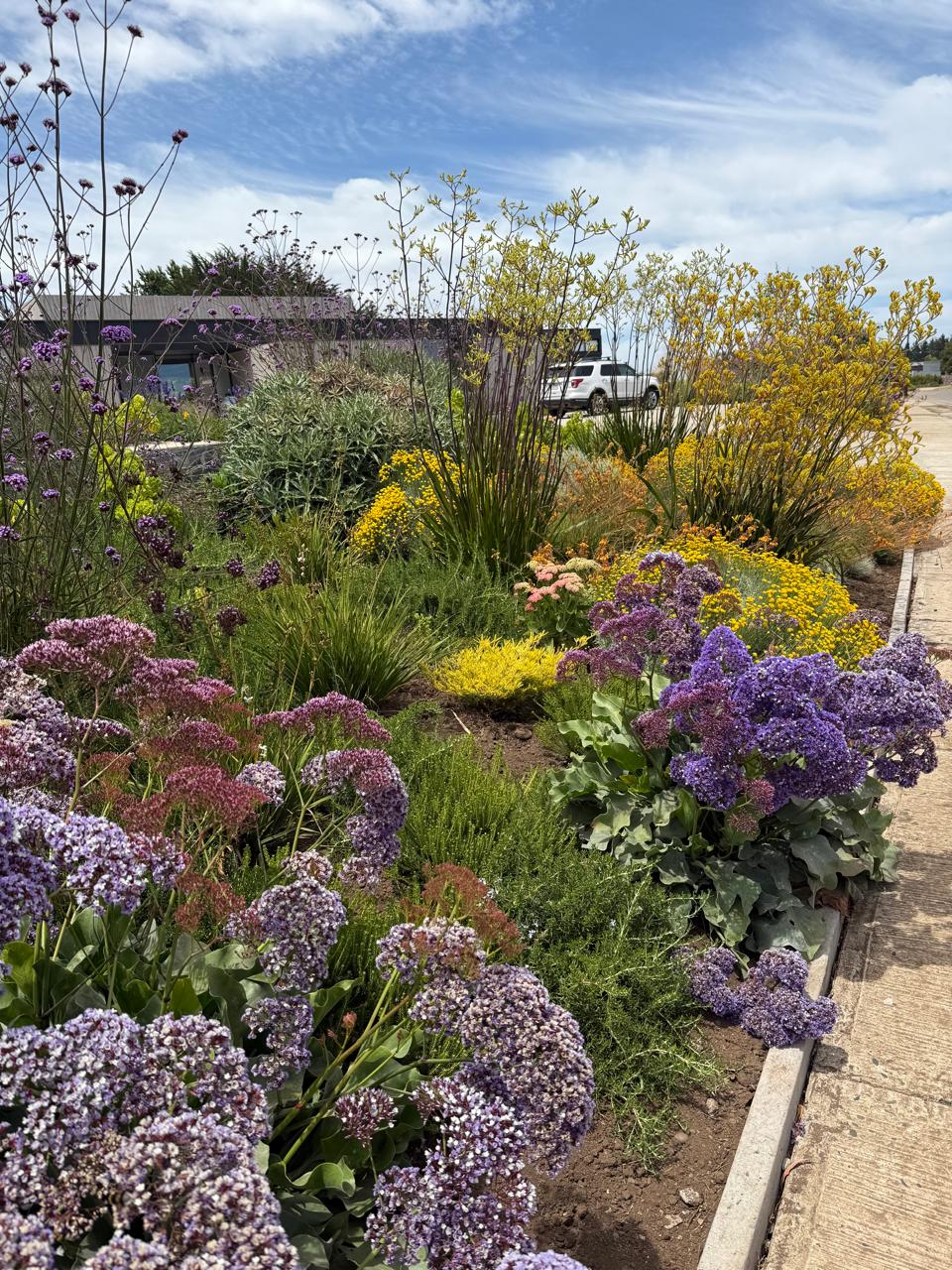 Jardín silvestre con flores de colores